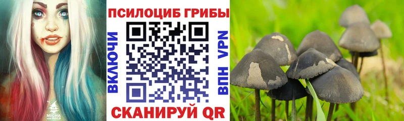 Псилоцибиновые грибы Psilocybine cubensis  Тамбов 